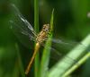 Sympetrum sanguineum